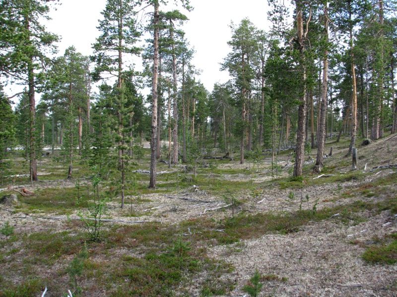 Sevettijärvi road's nature 