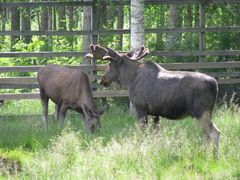 Ranua Zoo