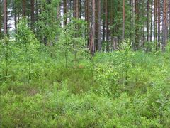 Military history, 
Saunajärvi-kannas