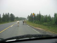 Reindeers in Kätkäsuvanto