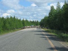 Traffic jam, Ylläsjärvi